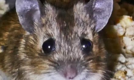Kalte Rache der Frau&nbsp;Maus…