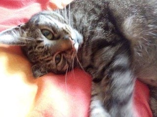 Der Mensch ins Heim – die Katze ins Heim – statt Trennung ein Happy&nbsp;End