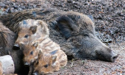 Nachwuchs im Wildpark Grafenberger Wald