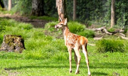 Die “jungen Wilden” sind&nbsp;da