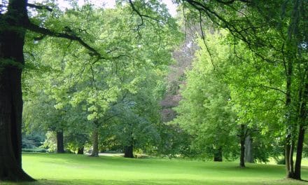 Sommerspaziergang durch den Elbroichpark