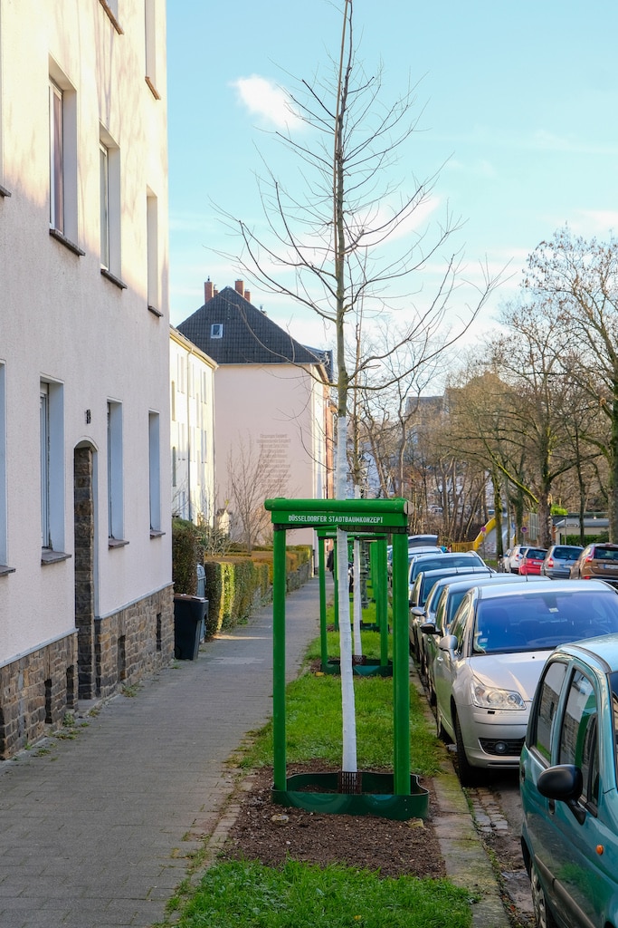 Archivbild: Pflanzung im Rahmen des Stadtbaumkonzepts,(c)Landeshauptstadt Düsseldorf/M. Gstettenbauer Archivbild: Pflanzung im Rahmen des Stadtbaumkonzepts,(c)Landeshauptstadt Düsseldorf/M. Gstettenbauer