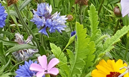 Blumen und Bienen von&nbsp;Bilk