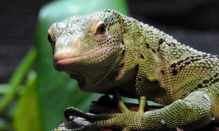 Aquazoo Löbbecke Museum tritt globaler Koalition für Artenvielfalt bei