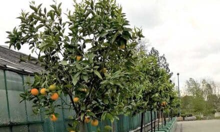Kübelpflanzen kehren zurück in die&nbsp;Parks