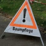 Stadt muss 193 kranke und abgestorbene Bäume im Stadtgebiet fällen