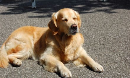 Tiere nicht im geparkten Auto lassen!