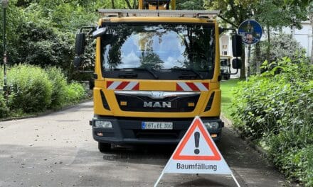 Stadt muss 84 kranke und abgestorbene Bäume fällen