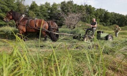Landschaftspflege mit dem Rückepferd – französische Kaltblut-Wallache mähen Wiese im Naturschutzgebiet Eller&nbsp;Forst