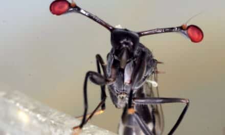 Workshop für Erwachsene zu Insekten im Aquazoo