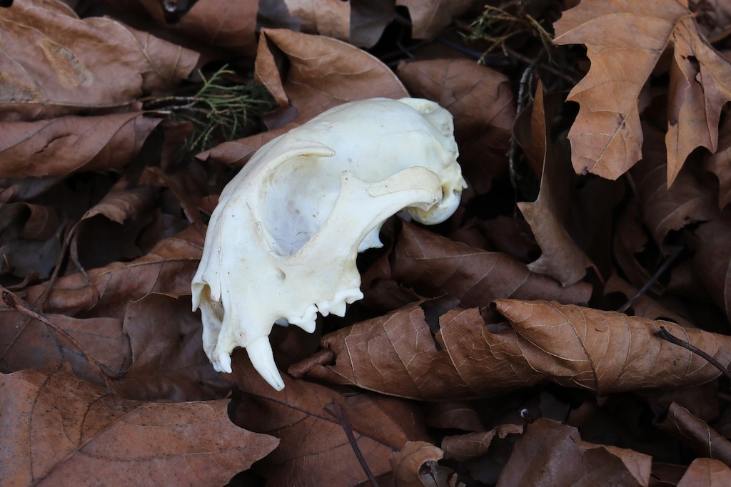 So schön kann der Tod sein: Vollständig skelettierter und von der Sonne geblichener Schädel eines Luchses,(c)Aquazoo Löbbecke Museum