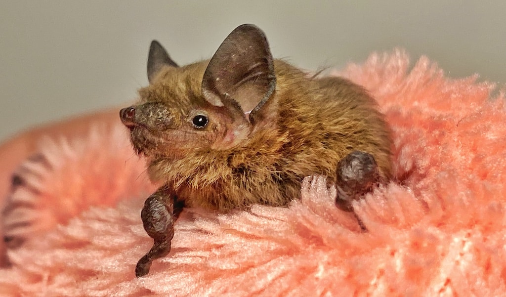 Eine Zwergfledermaus (Pipistrellus pipistrellus) inder Pflegestation von Fledermaus NRW e.V. © Fledermaus NRW/Guido Hoehne