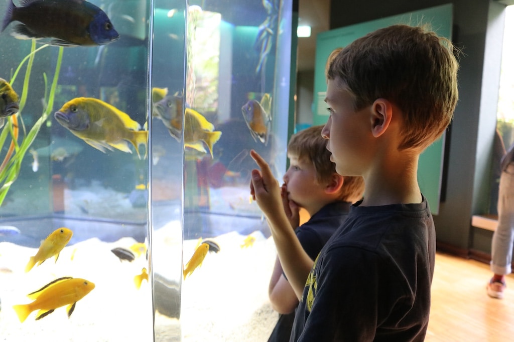Aquazoo, Aquazoo Duesseldorf, Aquazoo Loebbecke MuseumIm Aquazoo-Club begeben sich die Kinder auf eine spannende Expedition zur Evolution des Lebens © Landeshauptstadt Düsseldorf/Aquazoo Löbbecke Museum