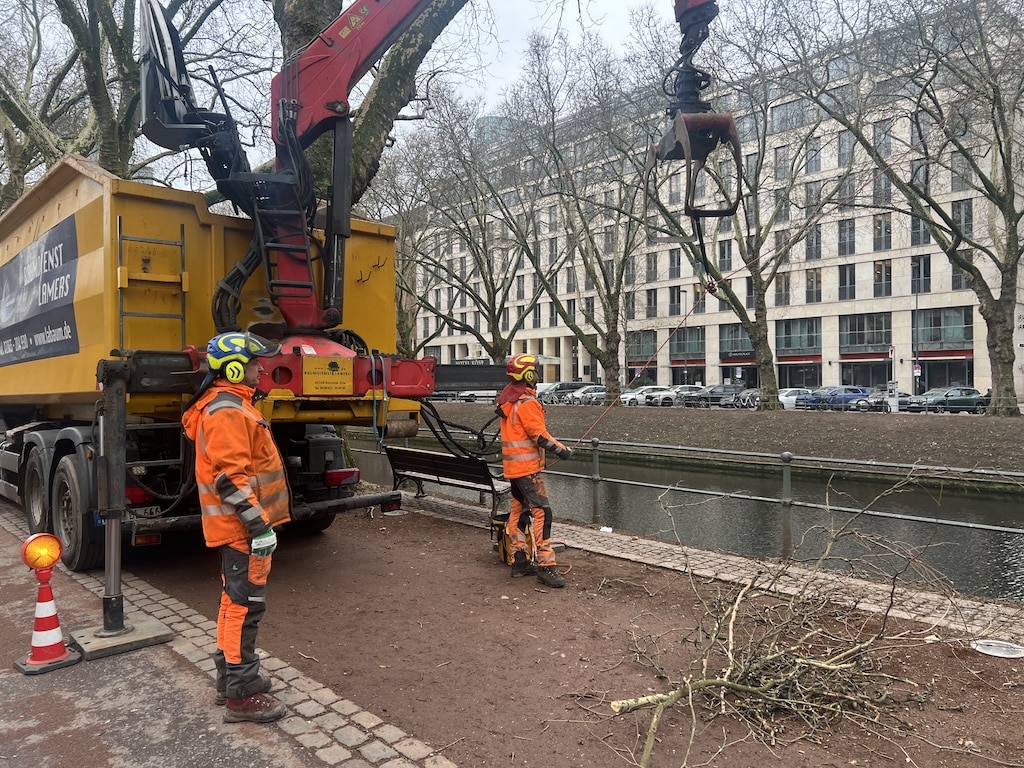 Platanen werden für den „Himmelsstrich“ geschnitten © Lokalbüro Platanen werden für den „Himmelsstrich“ geschnitten © Lokalbüro