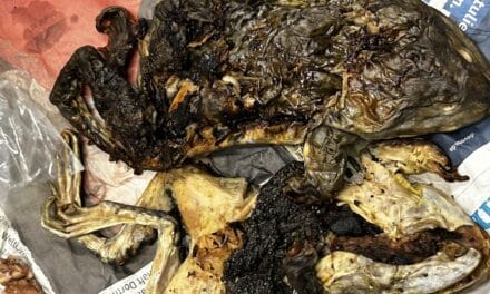 Zoll am Düsseldorfer Flughafen beschlagnahmt Schlangen, Frösche und Geckos aus Thailand
