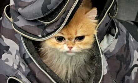 Zoll am Düsseldorfer Flughafen stoppt Tierschmuggler – Pudel und Katze in Quarantäne