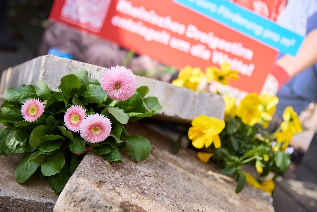 Ziel der Entsiegelungsaktion "Grau raus, Grün rein" ist es, gepflasterte Flächen im Stadtgebiet zu reduzieren und zu bepflanzen. ©     Landeshauptstadt Düsseldorf/Lasse Rotthoff