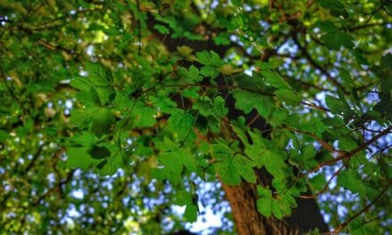 Der Feldahorn: Düsseldorfs unauffälliger Klimaheld
