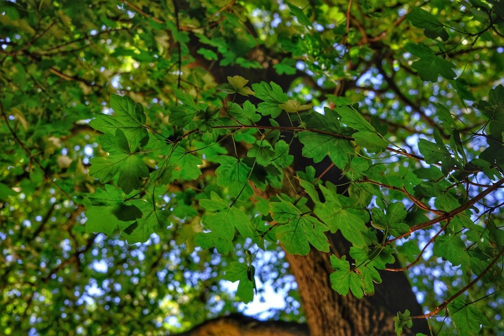 Der Feldahorn gehört zu den Zukunftsbäumen, die auch das Stadtbild Düsseldorfs prägen © Landeshauptstadt Düsseldorf/Gartenamt/Christiane Dase