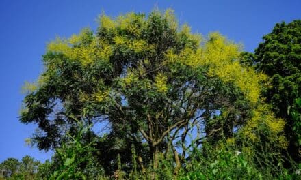Die Blasenesche: Düsseldorfs later Sommerstar mit Lampion-Look