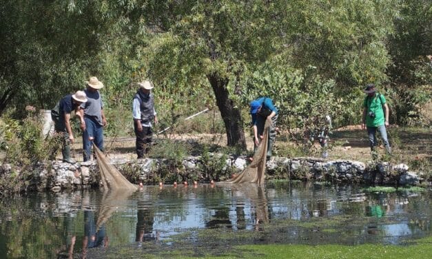 Hochlandkärpflinge aus Mexiko: Aquazoo lädt zu Vortrag der Flusswächter von Teuchitlán