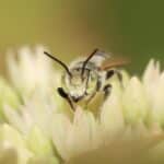 Insektenforschung zwischen Bienenfarben und Teilchenbeschleunigern